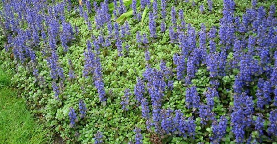 Ajuga in bloom (Allen Wilson)