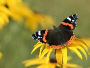 Red admiral butterfly on  rudbeckia