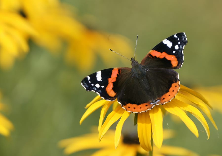 Red admiral butterfly on  rudbeckia