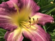 Kellie Rhodes of Yard &#039;n Garden Land recommends oriental lilies for their strong fragrance.