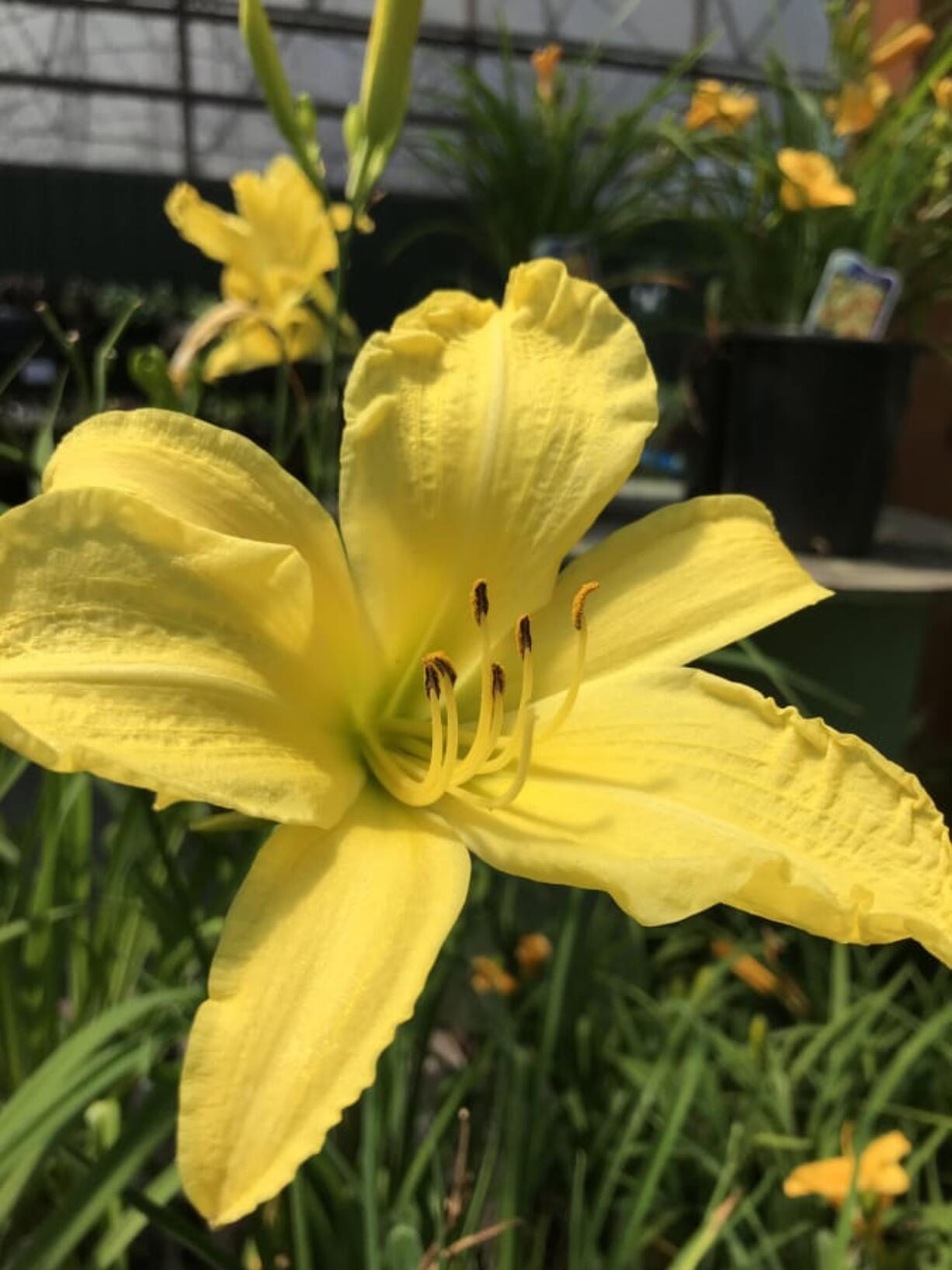 Oriental lilies come in a rainbow of colors with showy, fragrant blooms.