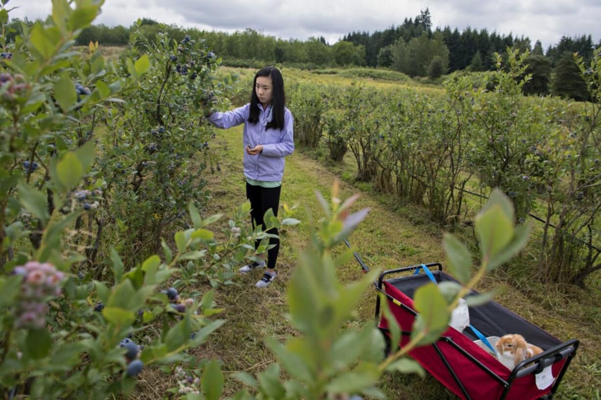 Callie Chu, 13, of Beaverton, Ore., joins her bunny, Fluffy, as she picks blueberries at Prairie Berry Farms in Hockinson on Monday.