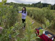 Callie Chu, 13, of Beaverton, Ore., joins her bunny, Fluffy, as she picks blueberries at Prairie Berry Farms in Hockinson on Monday.