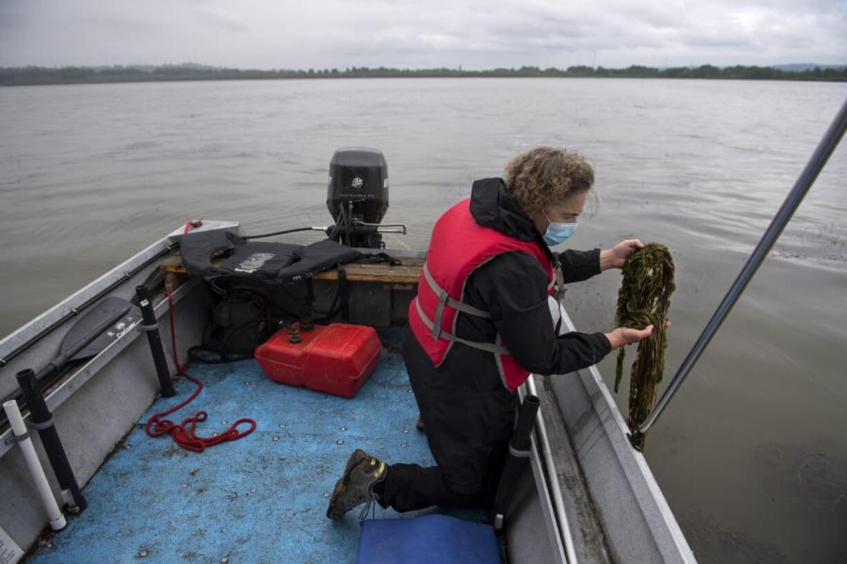 Kathy Gillespie of Friends of Vancouver Lake displays a handful of milfoil at Vancouver Lake. The group spearheaded an effort to eradicate the milfoil from the lake.