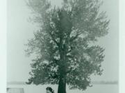 This undated photo shows the Witness Tree that Amos Short marked to delineate his land claim from the property of the Hudson's Bay Company.