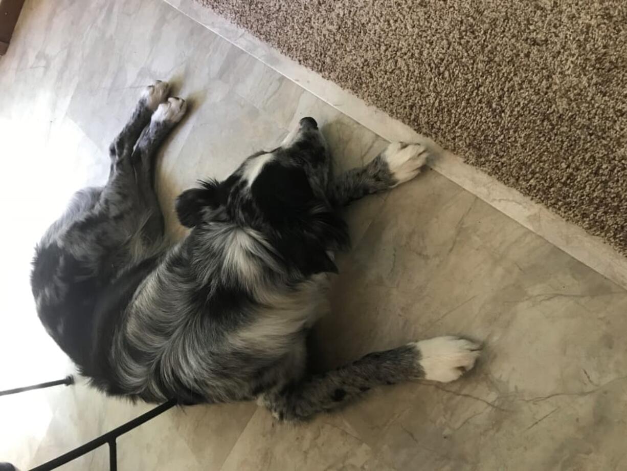 Drew, an Australian shepherd, is reunited with his owner, Gail Krueger, on Friday in Vancouver. Drew was in the backseat of Krueger's Subaru Legacy when it was stolen two days previously.