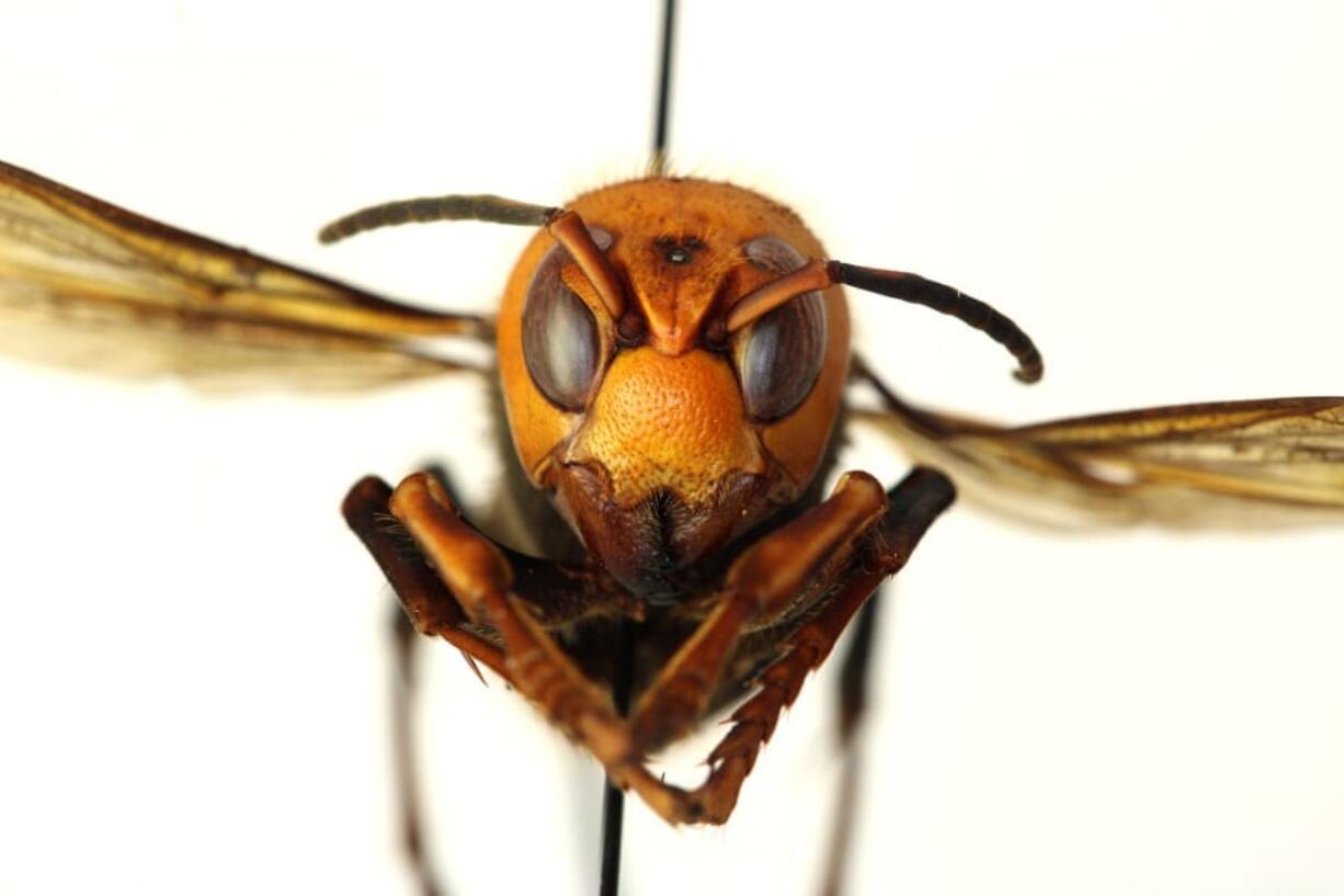 Asian giant hornet.