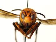 Asian giant hornet.