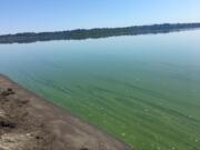 Vancouver Lake appears to be covered in blue-green algae.