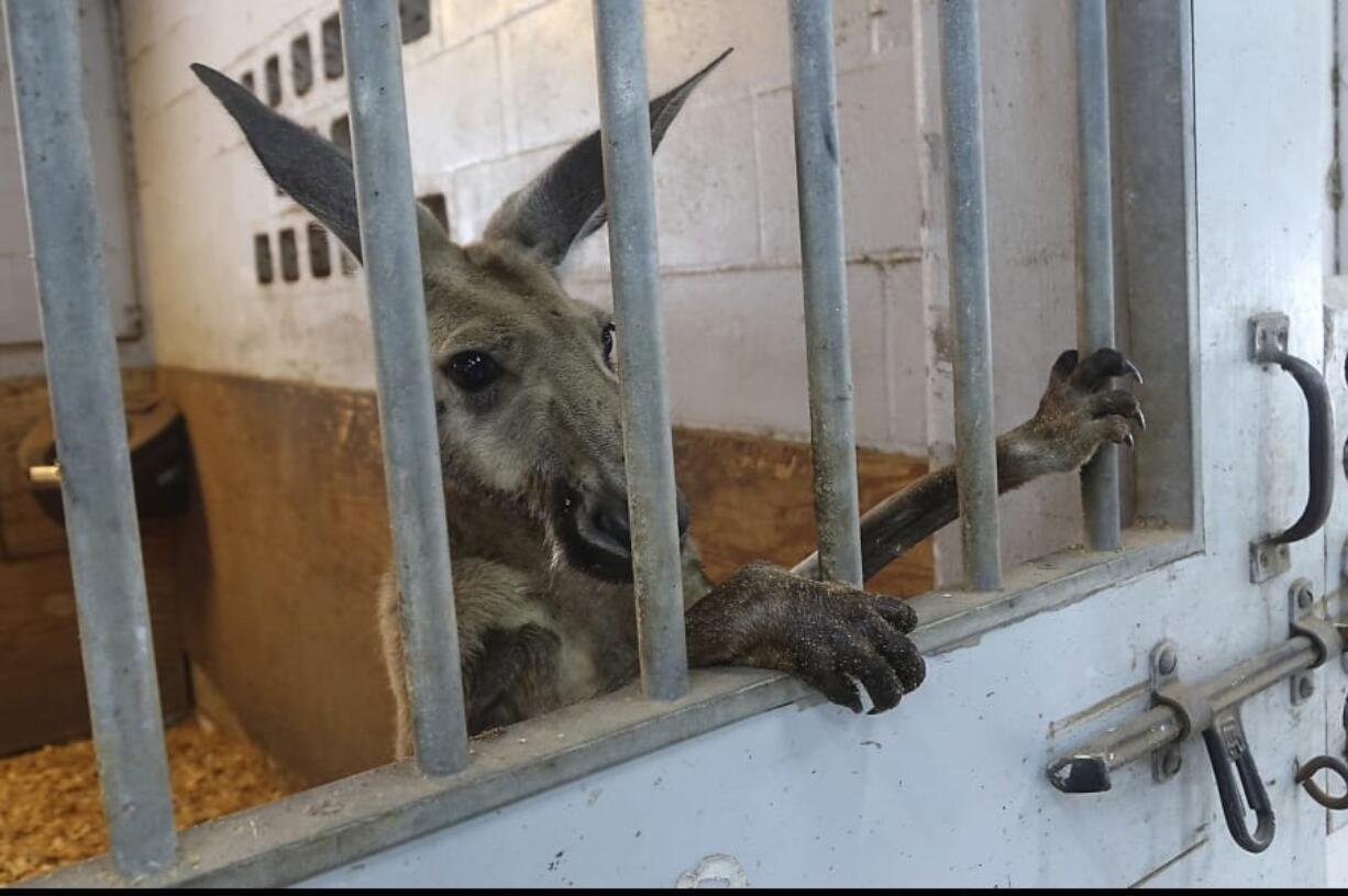 A kangaroo captured by Fort Lauderdale police peers out from a stall at the department&#039;s  mounted police headquarters Thursday in Fort Lauderdale, Fla.