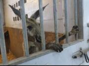 A kangaroo captured by Fort Lauderdale police peers out from a stall at the department&#039;s  mounted police headquarters Thursday in Fort Lauderdale, Fla.