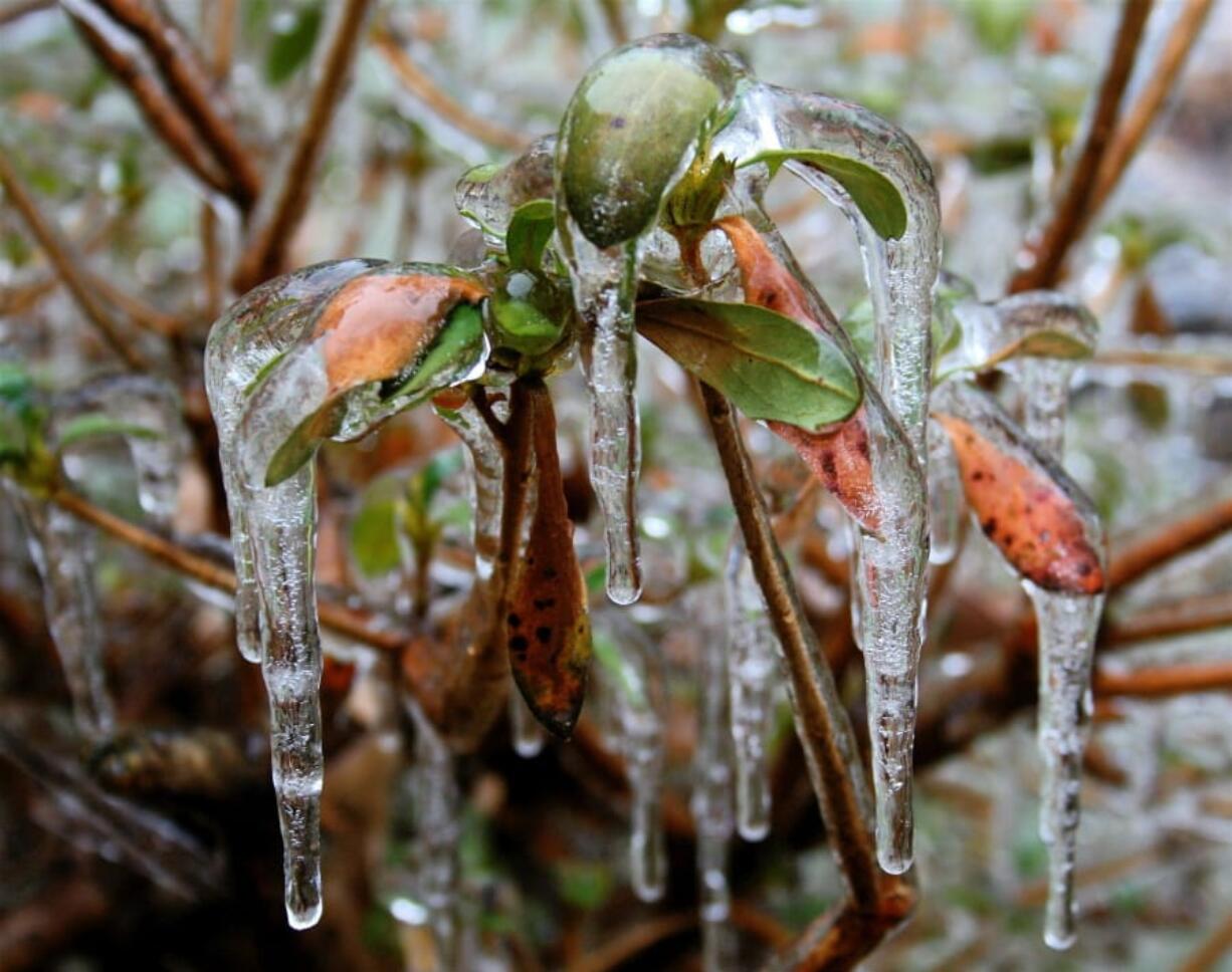 This photo taken near New Market, Va., illustrates how plants are becoming more stressed by unpredictable weather extremes. The climate in 2025 will be different even from that of 2020.