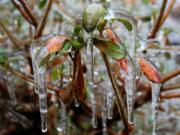 This photo taken near New Market, Va., illustrates how plants are becoming more stressed by unpredictable weather extremes. The climate in 2025 will be different even from that of 2020.