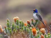 A male Hillstar hummingbird perches on a Chuquiraga jussieui flower in Ecuador. A study released July 17 finds that the species of hummingbirds can sing and hear frequencies beyond the range of other birds.