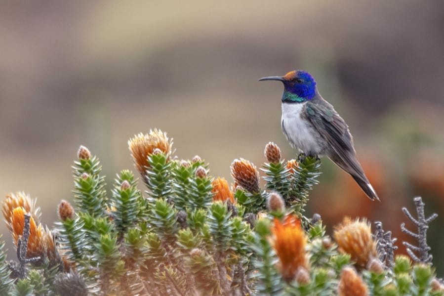 A male Hillstar hummingbird perches on a Chuquiraga jussieui flower in Ecuador. A study released July 17 finds that the species of hummingbirds can sing and hear frequencies beyond the range of other birds.