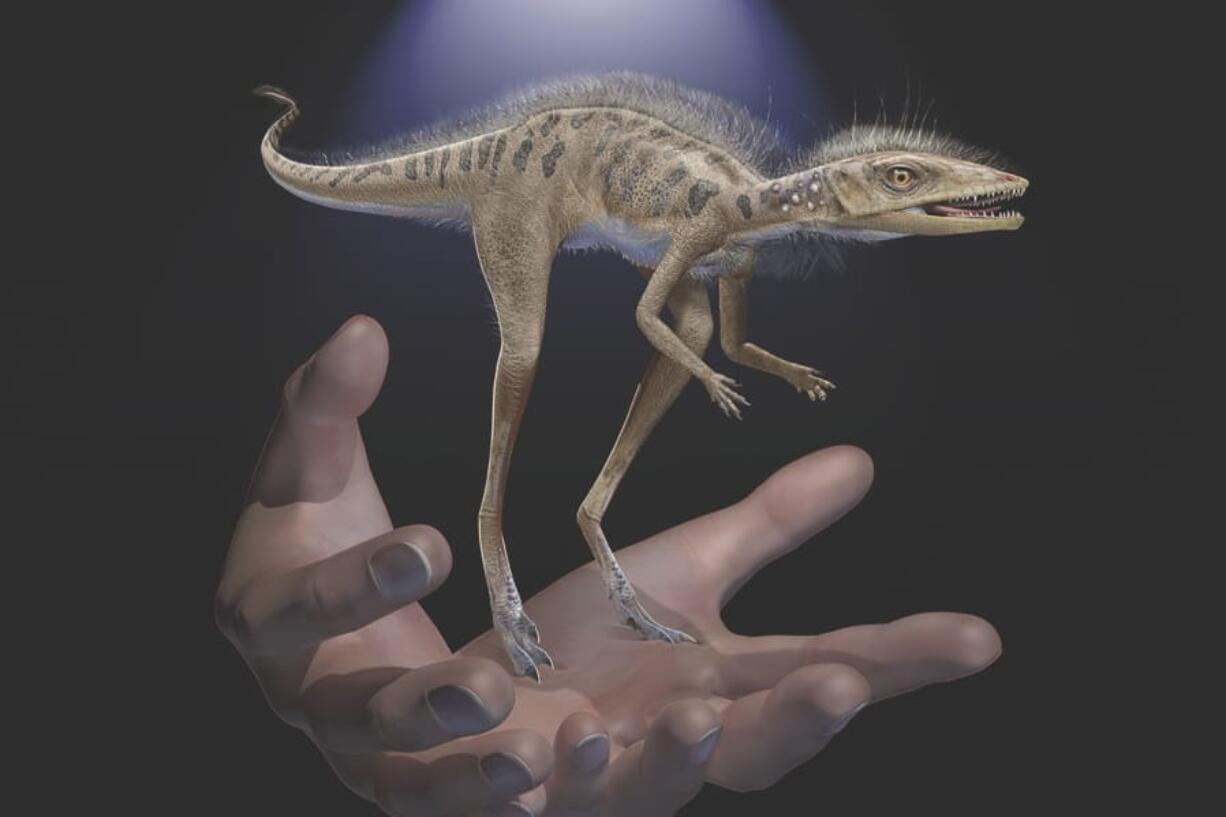 This illustration depicts a Kongonaphon kely, a newly described reptile near the ancestry of dinosaurs and pterosaurs, shown to scale with human hands.