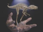 This illustration depicts a Kongonaphon kely, a newly described reptile near the ancestry of dinosaurs and pterosaurs, shown to scale with human hands.