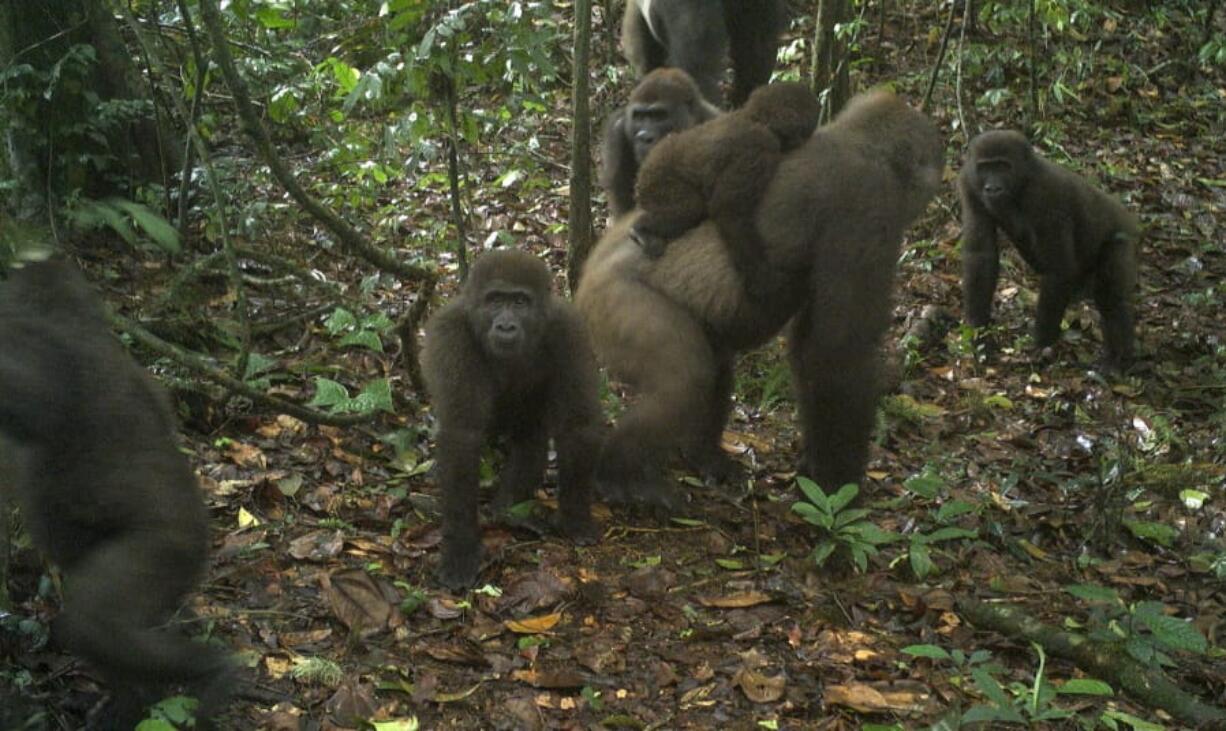 This photo taken by a camera trap shows a group of Cross River gorillas in the Mbe Mountains of Nigeria on Monday, June 22, 2020. Conservationists have captured the first images of a group of rare Cross River gorillas with multiple babies in the Mbe mountains of Nigeria, proof that the subspecies once feared to be extinct is reproducing amid protection efforts.