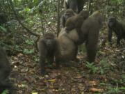 This photo taken by a camera trap shows a group of Cross River gorillas in the Mbe Mountains of Nigeria on Monday, June 22, 2020. Conservationists have captured the first images of a group of rare Cross River gorillas with multiple babies in the Mbe mountains of Nigeria, proof that the subspecies once feared to be extinct is reproducing amid protection efforts.