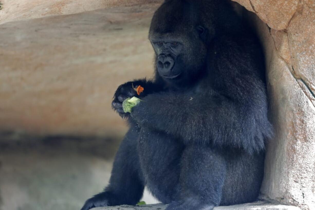 Tumani, a 13-year old critically endangered western lowland gorilla that is expecting to give birth later this summer, eats in her enclosure at the Audubon Nature Institute in New Orleans, Monday, July 6, 2020. If successful, it will be the first gorilla born at the zoo since 1996.