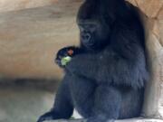 Tumani, a 13-year old critically endangered western lowland gorilla that is expecting to give birth later this summer, eats in her enclosure at the Audubon Nature Institute in New Orleans, Monday, July 6, 2020. If successful, it will be the first gorilla born at the zoo since 1996.