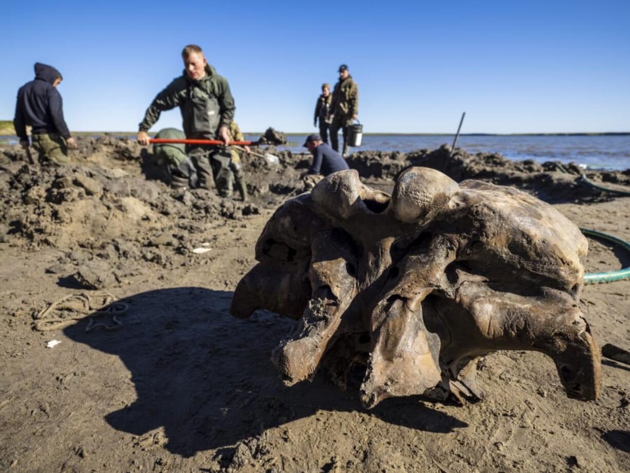 People dig in silt searching for mammoth bone fragments in the Pechevalavato Lake in the Yamalo-Nenets region, Russia, Wednesday.