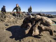 People dig in silt searching for mammoth bone fragments in the Pechevalavato Lake in the Yamalo-Nenets region, Russia, Wednesday.