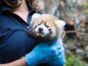 A six week old red panda cub being held by care staff before a veterinary check.