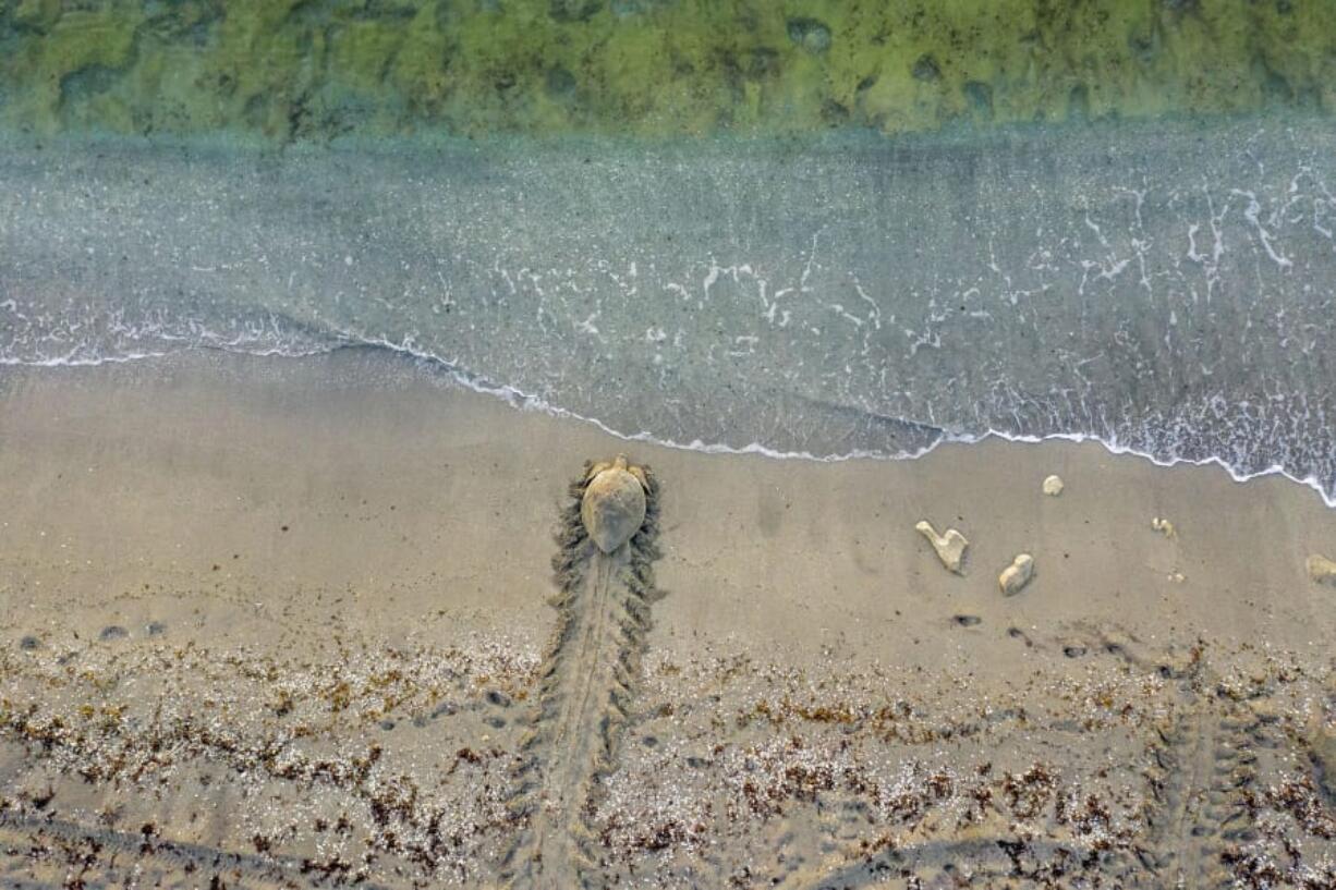 A green turtle crawls to the ocean after laying her eggs on the beach at Coral Cove Park in Tequesta, Fla. in 2019.