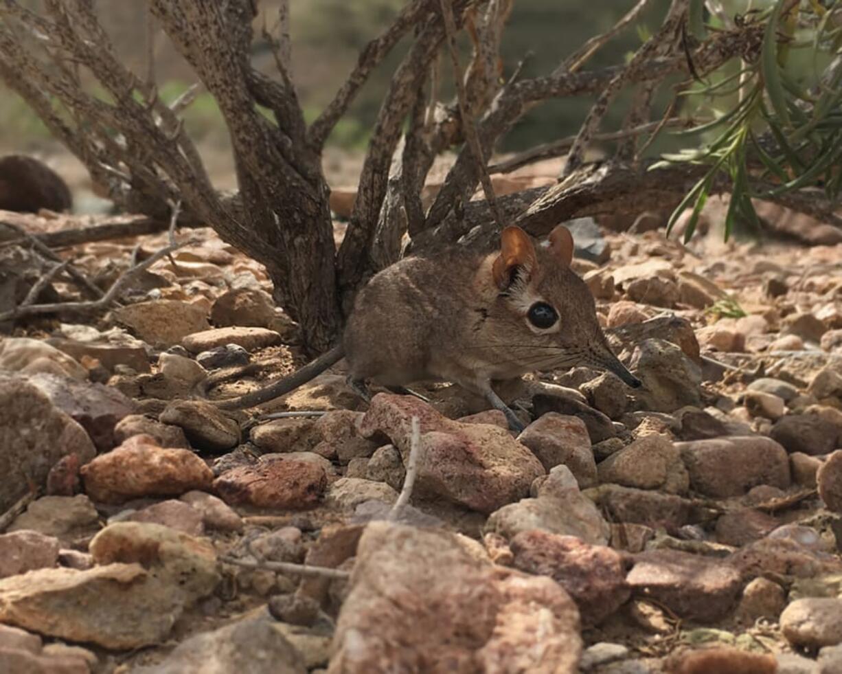 A North Carolina researcher was among those who &quot;rediscovered&quot; the Somali Sengi.