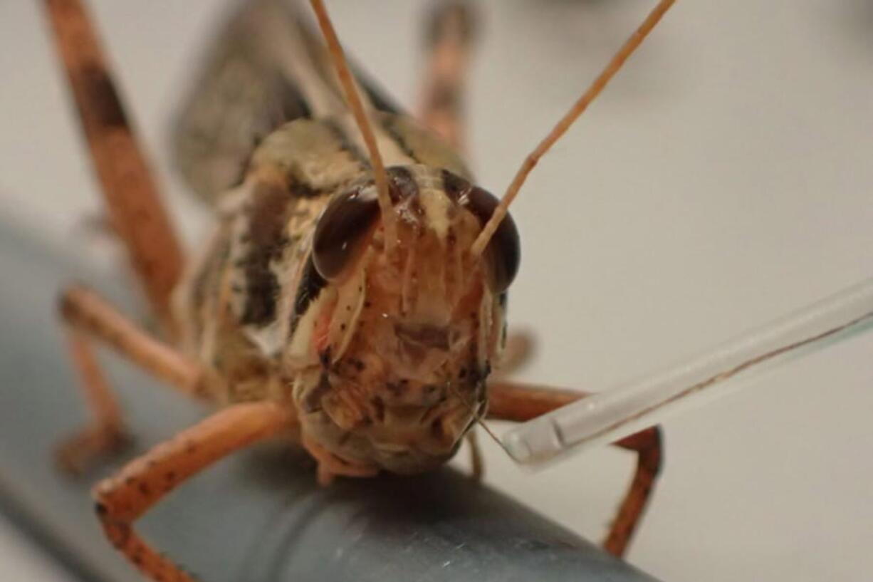 Researchers showed how they were able to hijack a locust&#039;s olfactory system to both detect and discriminate between different explosive scents.