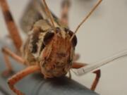 Researchers showed how they were able to hijack a locust&#039;s olfactory system to both detect and discriminate between different explosive scents.