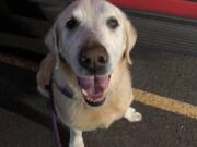 Henry, a 13-year-old Labrador retriever, was abandoned by his owner the night of Aug. 6 at Orchards Community Park. He is now reportedly doing well in a foster home through the Humane Society for Southwest Washington.