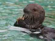 A sea otter pup at the Oregon Coast Aquarium in Newport, Ore. (Randy L.