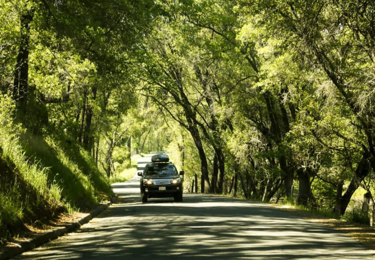 Six Mile Road in the heart of Gold Country provides a scenic drive through a canopy of trees in the town of Murphys, Calif.