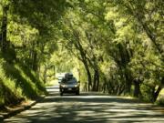 Six Mile Road in the heart of Gold Country provides a scenic drive through a canopy of trees in the town of Murphys, Calif.