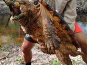 A researcher holds a 100-pound male Suwannee alligator snapping turtle, Macrochelys suwanniensis.