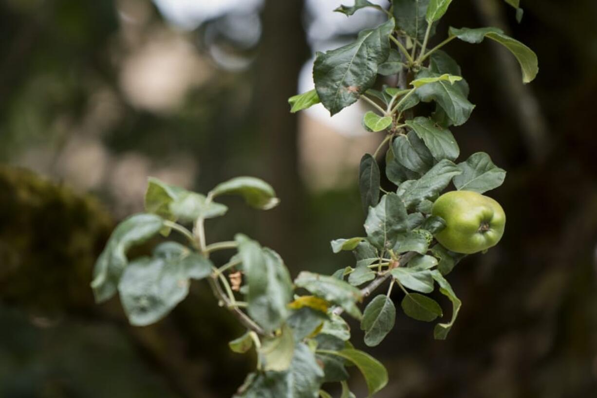 An apple grows on the branch of a descendant from the Old Apple Tree at Clark County Historical Museum.