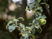 An apple grows on the branch of a descendant from the Old Apple Tree at Clark County Historical Museum.