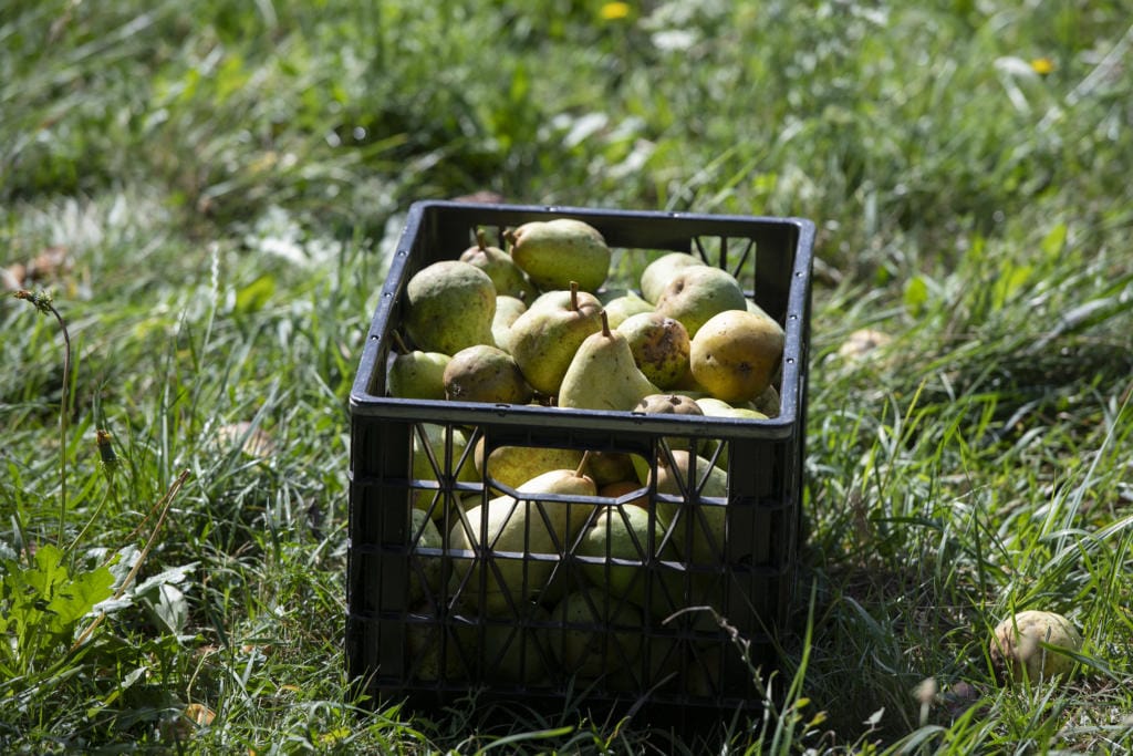 A full crate of Bartlett pears is set aside for Urban Abundance program coordinator Lynsey Horne to pick up at Omega Farms in Ridgefield in 2019.