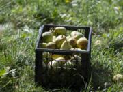 A full crate of Bartlett pears is set aside for Urban Abundance program coordinator Lynsey Horne to pick up at Omega Farms in Ridgefield in 2019.