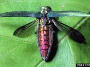 Emerald ash borer