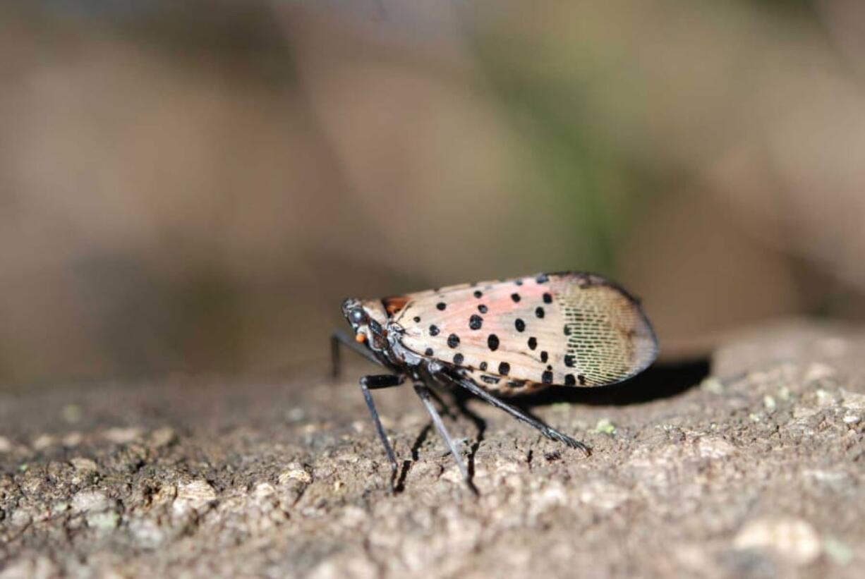 Spotted lanternfly