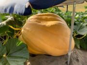 SALMON CREEK: A few Vancouver families are facing one another in their own pumpkin-growing competition. The contest that has no name started three years ago between five friends.