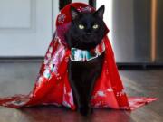 Rover gives new meaning to the term &quot;catwalk&quot; as he struts his stuff in this gorgeous red ensemble.