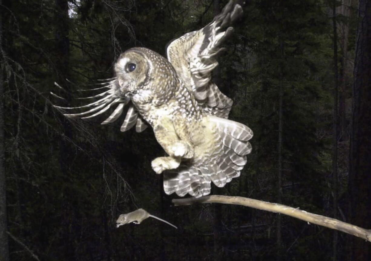 A northern spotted owl flies after an elusive mouse jumping off the end of a stick in the Deschutes National Forest near Camp Sherman, Ore. The Trump administration is moving to restrict what land and water can be declared as &quot;habitat&quot; for imperiled plants and animals.