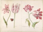 This photo provided by The Metropolitan Museum of Art shows a watercolor on vellum by Jacob Marrel titled &quot;Four Tulips: Boter man (Butter Man), Joncker (Nobleman), Grote geplumaceerde (The Great Plumed One), and Voorwint (With the Wind)&quot; circa 1635-45.