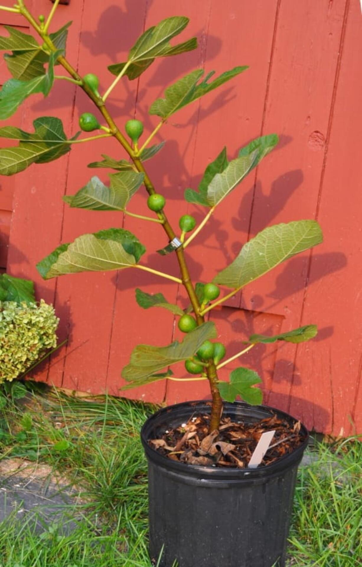 A potted fig plant (Lee Reich)