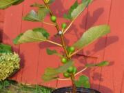 A potted fig plant (Lee Reich)