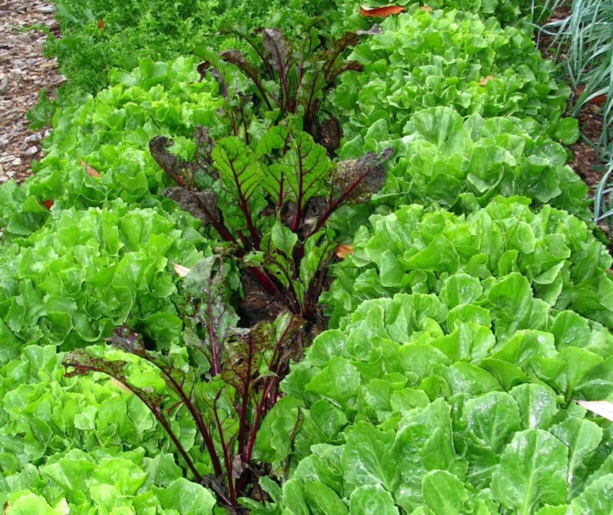 A bed with endive and beets growing together for autumn harvest in New Paltz, N.Y.